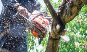 Tree Trimming Westminster CO