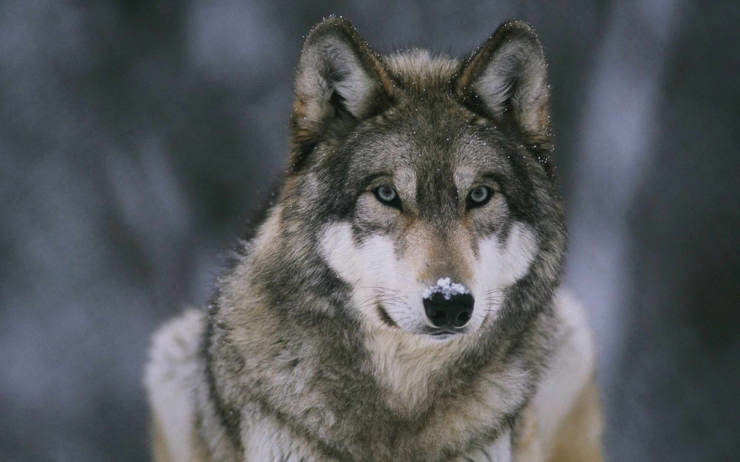 Wolf Hybrid Dogs