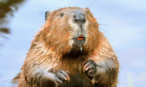 What Do Beavers Eat