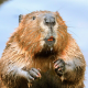 What Do Beavers Eat